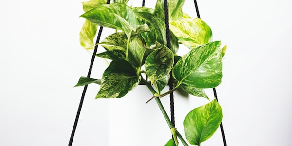 世界杯直播大厅预览画面 - 球场与观众席